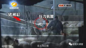 给猪灌泥浆爆料视频大全,视频大全曝光惊人内幕