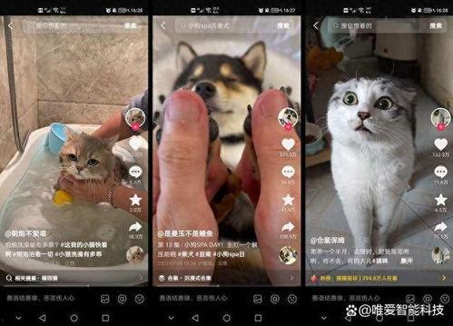 宠物打工人爆料视频大全,揭秘宠物行业幕后爆料视频大全