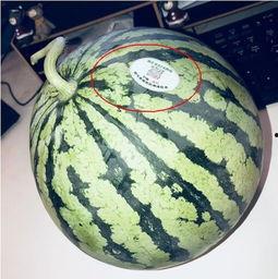 拍照网红吃瓜,一场视觉与味蕾的双重盛宴