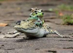 两个网红青蛙吃瓜的样子,萌态百出，笑料连连