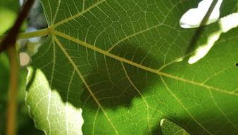 树叶爆料全过程视频,揭秘事件真相与幕后故事